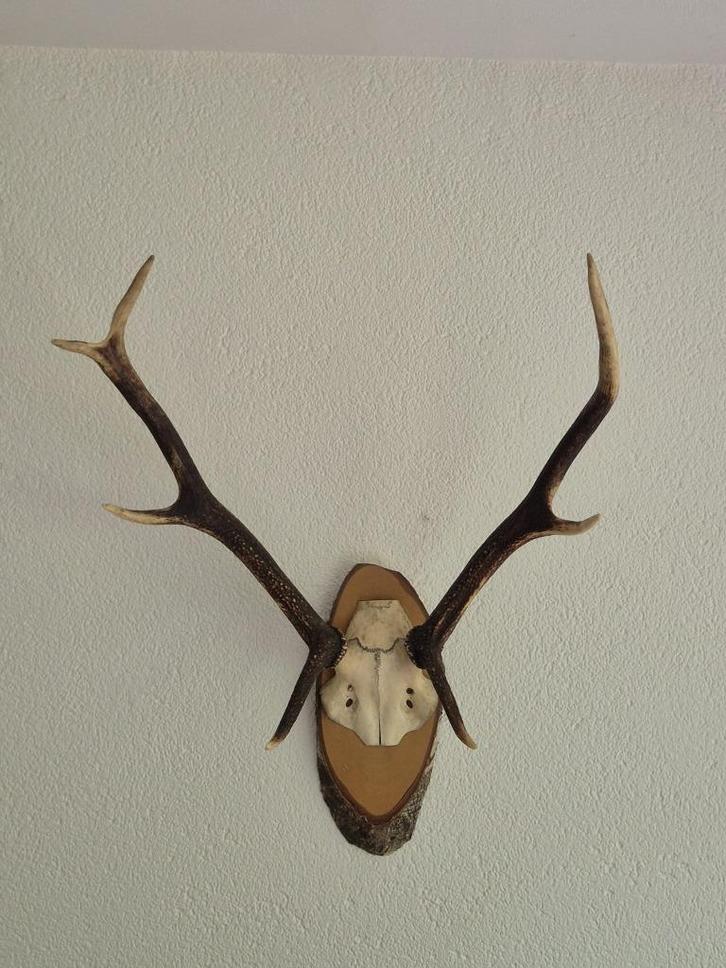 Mooi Edelhert Gewei Jacht Trofee Mancave Jacht Hut c92, Verzamelen, Dierenverzamelingen, Gewei of Kop, Hert, Ophalen