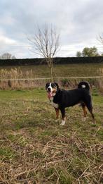Appenzeller ter dekking aangeboden, 6 jaar of ouder, Reu, Eén hond, Nederland