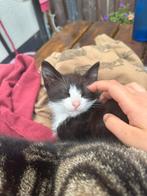 Kitten te koop!!! MOET WEG, Dieren en Toebehoren, Katten en Kittens | Overige Katten, Kater