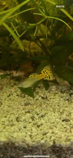 Guppy’s, Dieren en Toebehoren, Vis, Zoetwatervis