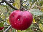 Appelboom Cox Pomona m26, Tuin en Terras, Ophalen of Verzenden, Lente