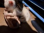 Nog 1 kitten te koop, Dieren en Toebehoren, Poes, Kortharig, 0 tot 2 jaar