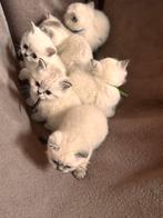 Britse korthaar kittens, Meerdere dieren