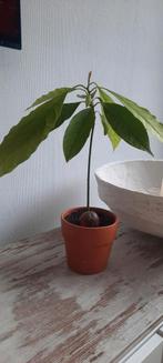 Avocado plant, Ophalen, Overige soorten, Minder dan 100 cm