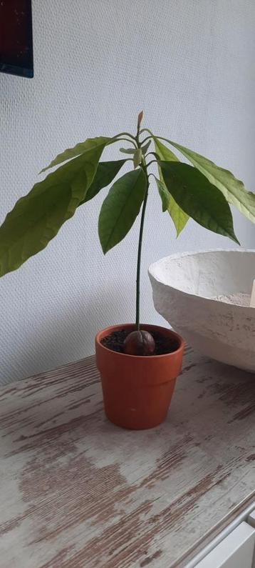 Avocado plant beschikbaar voor biedingen