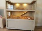 Gezocht een cavia flat of een kast die omgebouwd kan worden, Dieren en Toebehoren, Ophalen, 110 cm of meer, Zo goed als nieuw