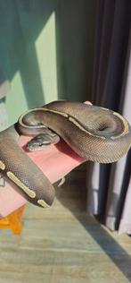 0.1 Mojave GHI Het Hypo, Slang