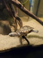 Te koop Kleinblijvende waterschildpad (Sternotherus Minor), Dieren en Toebehoren, Reptielen en Amfibieën, 0 tot 2 jaar, Schildpad