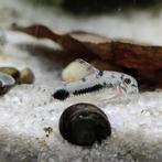 Corydoras habrosus, Dieren en Toebehoren