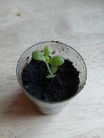 Mother of 1000 stekje, Huis en Inrichting, Kamerplanten, Ophalen, Halfschaduw, Minder dan 100 cm