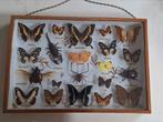 oude opgezette diverse insecten, Ophalen, Gebruikt