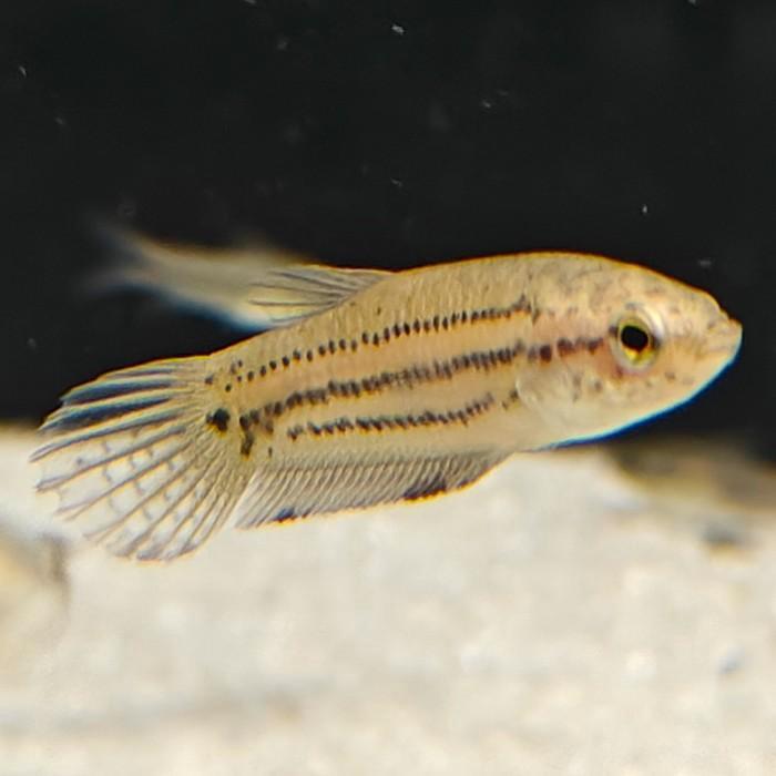 Betta edithae, Dieren en Toebehoren, Vissen | Aquariumvissen, Vis