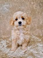 Prachtige boomer x toy poedel pups, Nederland, Overige rassen, CDV (hondenziekte), 8 tot 15 weken