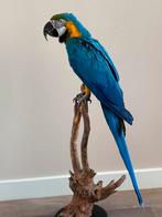 Opgezette Blauw-Geel Ara (Ara ararauna) - Wildernis Atelier, Ophalen of Verzenden, Nieuw, Vogel, Opgezet dier