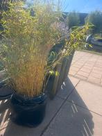 Grote chinese bamboe / bamboo voor in tuin, Tuin en Terras, Planten | Tuinplanten, Ophalen of Verzenden
