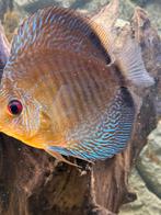 Discus vis. 13 cm ongeveer. Rood blauw ., Dieren en Toebehoren, Vis, Zoetwatervis