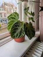 Prachtige Anthurium Silver Blush, Ophalen, Halfschaduw, Minder dan 100 cm