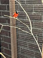 Kapoetsensijs, Mannelijk