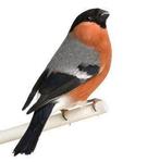 Noorse goudvink Man, Mannelijk, Wildzangvogel, Geringd