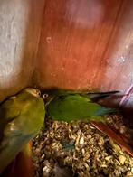 Koppel pyrruha's, Dieren en Toebehoren, Vogels | Parkieten en Papegaaien, Meerdere dieren, Parkiet