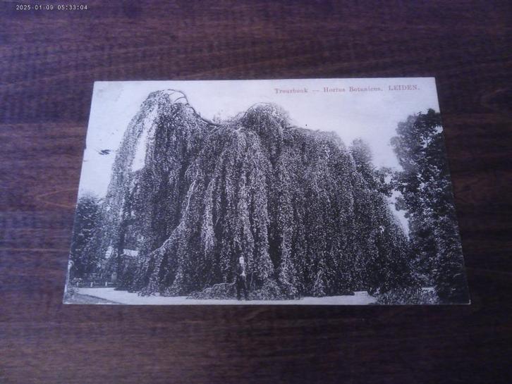 J33 - Leiden - Hortus Botanicus - Treurbeuk - 1910 -Mooi/Oud, Verzamelen, Ansichtkaarten | Nederland, Zuid-Holland, Voor 1920