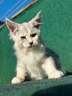 Super mooie maine coon poesje te koop uit grote lijnen, Dieren en Toebehoren, Katten en Kittens | Raskatten | Langhaar, Poes, Gechipt