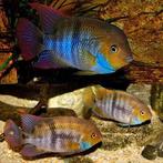 Cryptoheros sajica, Dieren en Toebehoren, Vissen | Aquariumvissen, Vis, Zoetwatervis