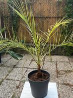 Dadelpalm Kamerplant, Ophalen, 100 tot 150 cm, Palm, Halfschaduw