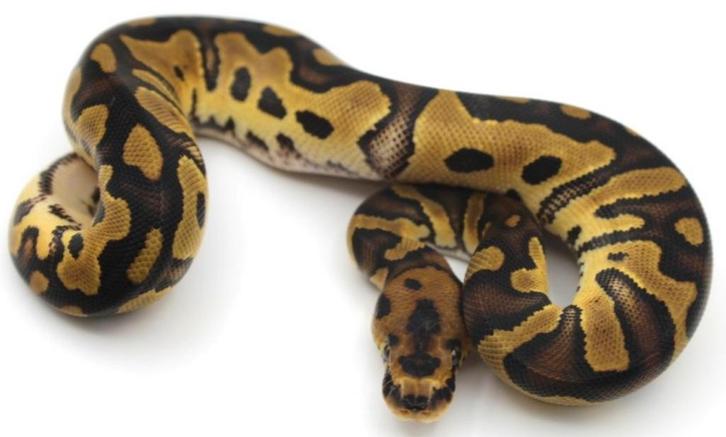 Koningspython vrouw Clown Het Piebald