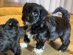 Superlieve Maltipoo pups. Sociaal opgegroeid in gezin, Maltezer, 8 tot 15 weken, Parvo, Meerdere