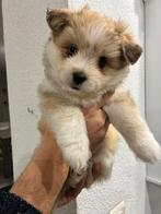 Lieve kleine kruising pups, CDV (hondenziekte), 8 tot 15 weken, Meerdere, Meerdere dieren