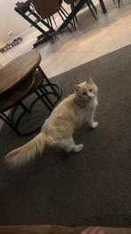 Ragdol, met stamboom, 1,5 jaar oud, mannetje, Dieren en Toebehoren, Kater, Gechipt, 0 tot 2 jaar