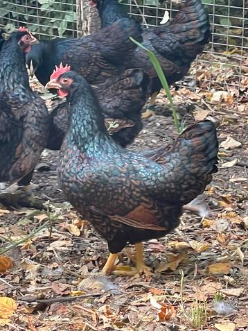 Barnevelder kriel gouddubbelgezoomde kriel hennen beschikbaar voor biedingen