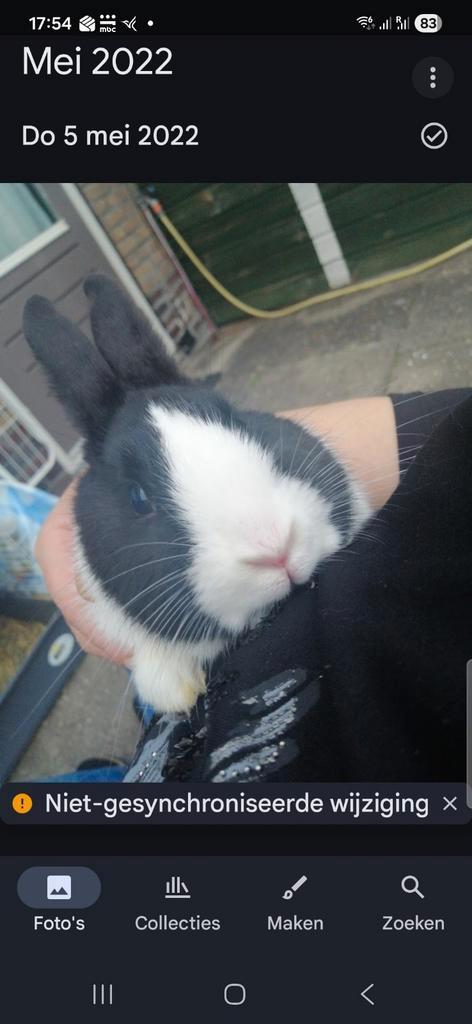 Mooie konijnen te koop., Dieren en Toebehoren, Konijnen, Middelgroot, Meerdere dieren, 0 tot 2 jaar