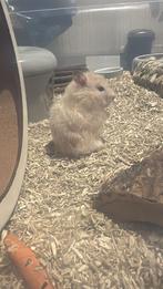 Goudhamster, Dieren en Toebehoren, Knaagdieren, Vrouwelijk, Hamster, Na 1 juli 2024