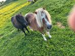 2st pony te koop, Dieren en Toebehoren, Paarden, Ruin, Recreatiepaard