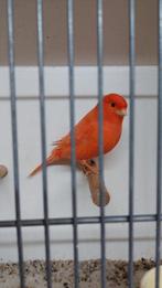 Kanaries, Dieren en Toebehoren, Mannelijk, Kleurkanarie