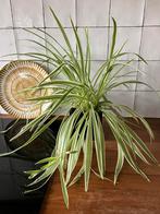 Gratis af te halen! Graslelie plant kamerplant, Huis en Inrichting, Kamerplanten, Overige soorten, Minder dan 100 cm, Halfschaduw
