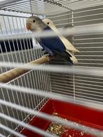 2 blauwe fischerie’s van 6 maanden oud, Dieren en Toebehoren, Vogels | Kanaries, Geslacht onbekend, Kleurkanarie