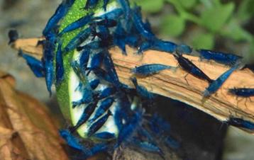 Blauwe garnalen op kraanwater, eventueel verzenden  beschikbaar voor biedingen