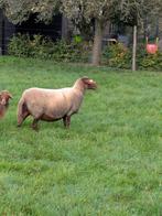 Weide schaap, Vrouwelijk, Schaap