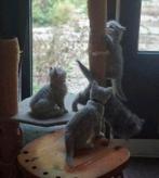 Britse Langhaar & Korthaar kittens, Dieren en Toebehoren, Katten en Kittens | Raskatten | Korthaar, Meerdere dieren, Ontwormd
