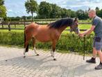 Mooie welsh sectie B, Dieren en Toebehoren, Pony's, Merrie, Recreatiepony