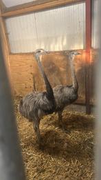 Koppel nandoe s, Dieren en Toebehoren, Pluimvee, Meerdere dieren, Overige soorten