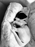 Jackrussel terrier, Dieren en Toebehoren, Honden | Jack Russells en Terriërs, Particulier, 8 tot 15 weken, Jack Russell Terriër