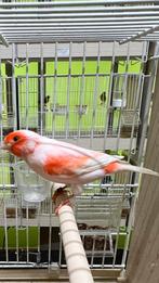 Rood Mozaiek Kanaries, Dieren en Toebehoren, Meerdere dieren, Kleurkanarie