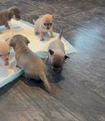 Te koop chihuahua pups, Dieren en Toebehoren, 8 tot 15 weken, Meerdere, Meerdere dieren, Chihuahua