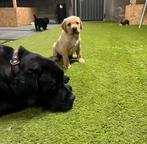 Prachtige pups (Labrador/Boxer & Benner Sennen), Dieren en Toebehoren, Rabiës (hondsdolheid), 8 tot 15 weken, Meerdere, Meerdere dieren