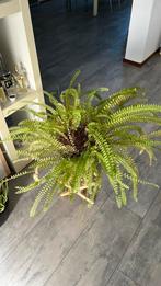 Mooie varen ., Ophalen, Overige soorten, Halfschaduw, In pot