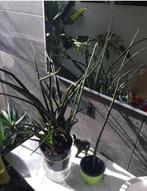 Lange 72cm bio kamerplanten stekjes exl.terracotta bloempot, Huis en Inrichting, Kamerplanten, Overige soorten, Minder dan 100 cm